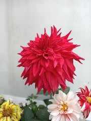 beautiful chamomile flower in the garden