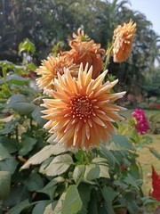 beautiful chamomile flower in the garden