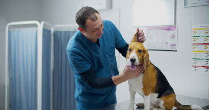 Veterinarian examine the beagle dog. Inspects and checks the dog’s ears.