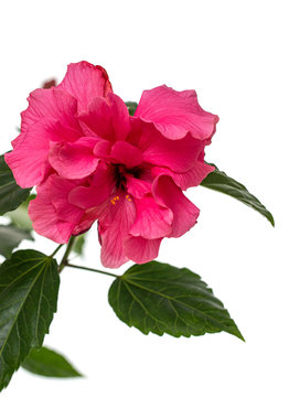 hibiscus flower on a white background