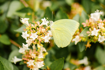 Lemon Migrant butterfly also known as Catopsilia pomona