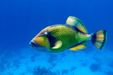 Titan triggerfish (Balistoides viridescens) in the coral reef in Red Sea