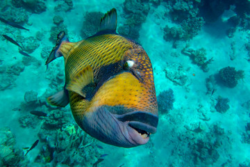 Fototapeta na wymiar Titan triggerfish (Balistoides viridescens) in the coral reef in Red Sea