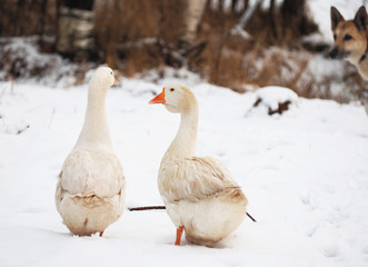 White goose in the village. Winter