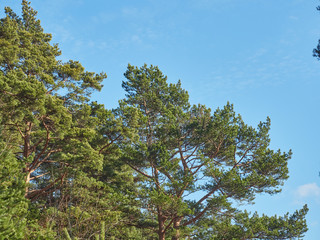 pine trees in the park. Spring