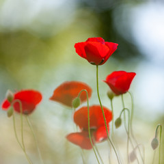 Naklejka premium Red poppies in flower, Sweden, Europe