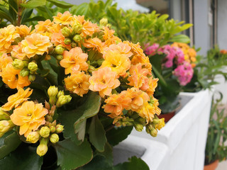 Yellow and pink Begonia flowers in pots on a flower bed on the street.