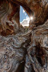Sunlight through twisted tree trunk and branches, Härjedalen, Sweden, Europe