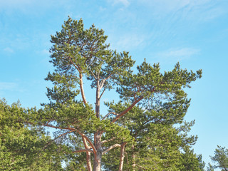 pine trees in the park. Spring