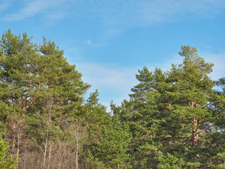 Fototapeta na wymiar pine trees in the park. Spring