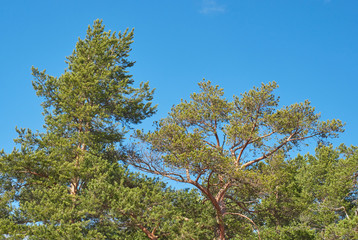 pine trees in the park. Spring