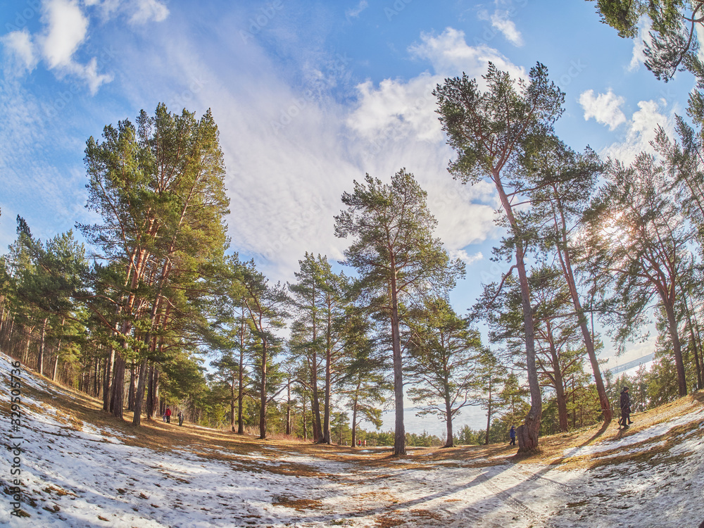 Sticker pine trees in the park. Spring