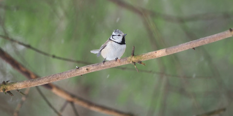 crested tit on a twig. forest