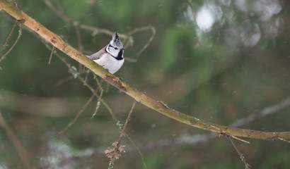 crested tit on a twig. forest