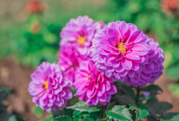 Pink Dahlia flowers are blooming in the ornamental flower garden with nature blurred background