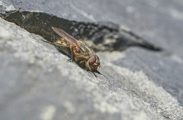 fly on a stone close-up. Spring