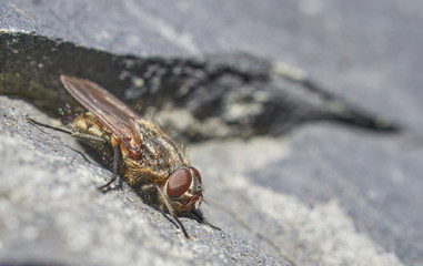 fly on a stone close-up. Spring