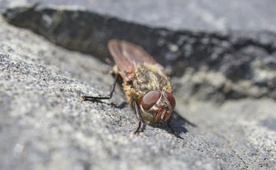 fly on a stone close-up. Spring