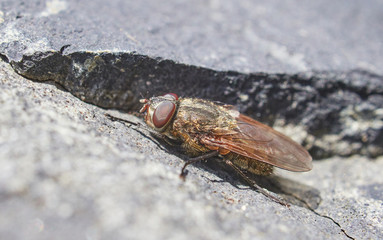 fly on a stone close-up. Spring