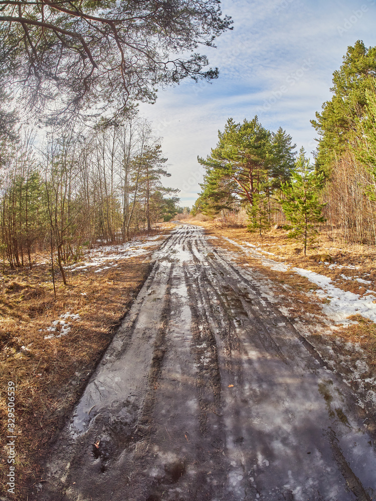 Wall mural road in a pine forest. Spring