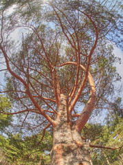 pines from bottom to top in the forest. Spring
