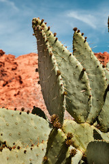 Closeup of prickly pear cactus on sunny day at Valley of Fire State park in Nevada