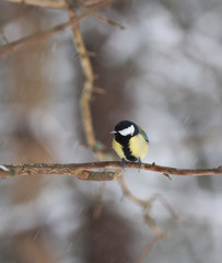 tit on a twig. winter