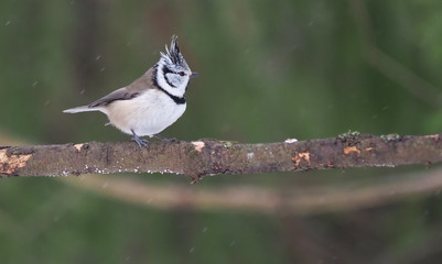 crested tit on a twig. forest