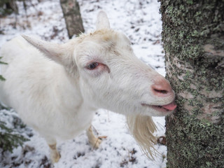 Beautiful goat in the village. Winter