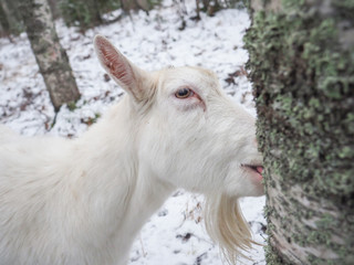 Beautiful goat in the village. Winter