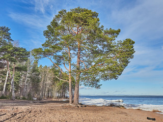 Obraz premium tall pine in the forest