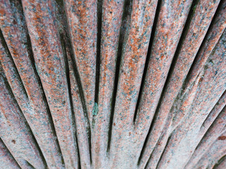 granite stone with lichen. background