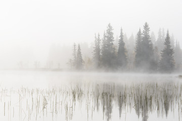 Misty lake and forest, Dalarna, Sweden © Mikael