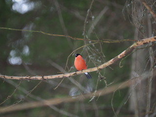 red bullfinch in the forest