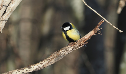 tit on a twig. winter