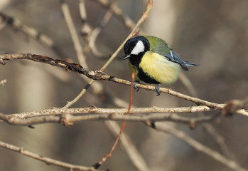 tit on a twig. winter