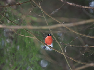 red bullfinch in the forest