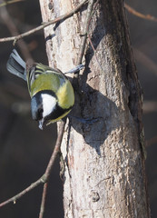 tit on a twig. winter
