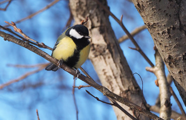 tit on a twig. winter