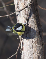 tit on a twig. winter