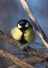 tit on a twig. winter