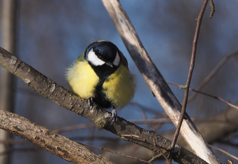 Fototapeta premium tit on a twig. winter