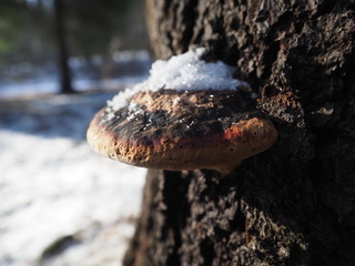 mushroom tinder fungus on a tree. forest