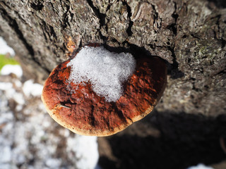 mushroom tinder fungus on a tree. forest
