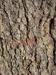 beautiful bark of spruce on a tree. background