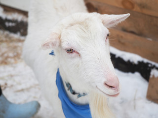 Obraz premium Beautiful goat in the village. Winter