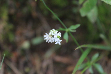 white flower