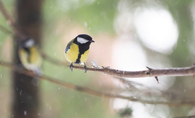 tit on a twig. winter