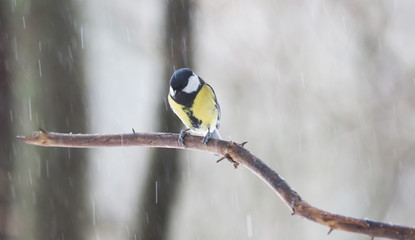tit on a twig. winter