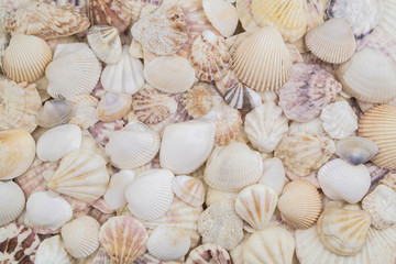Seashells background